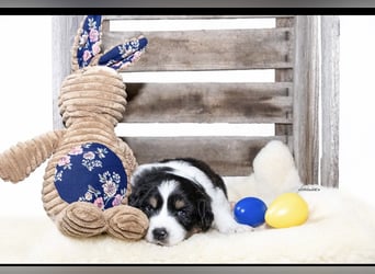 Zuckersüße kleine  Australian Shepherd Babys