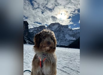 Aussiedoodle Traum ! Bezaubernde Welpen in tollen Farben aus erfahrener+überprüfter Familienaufzucht