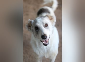 Drea, geb. ca. 09/2020, lebt in GRIECHENLAND, auf einem Gelände, Hunde werden notdürftig versorgt