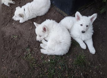 Welpen Weiße Schweizer Schäferhunde