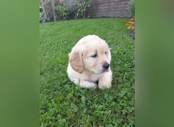 Goldenretrieverwelpen - 3 stramme Burschen suchen ein Zuhause