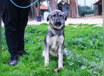 Rico  - Mix Schnauzer / Schäferhund, lieb und verträglich