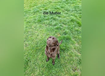 Zuckersüße Reinrassige Labrador Welpen suchen liebevolles Zuhause!