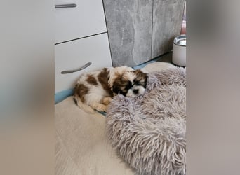 Reinrassige Shih Tzu 9 Wochen alt