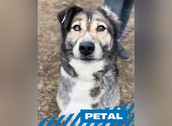 Petal - männlich, kastriert - geboren ca. 2017 - Tierheim in Sofia