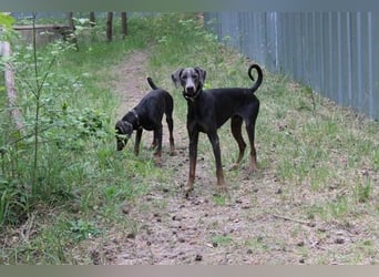 Finn, Dobermann, geb. 2023, sucht liebevolle und geduldige Besitzer