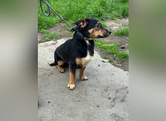 Dexter, geboren 01.08.2023, 34cm sucht sein Körbchen