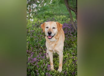 SAM - Aufgeschlossener und freundlicher Hundemann sucht seine Menschen...