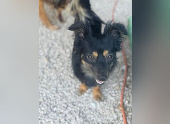 Isabel, sucht ein liebevolles Zuhause