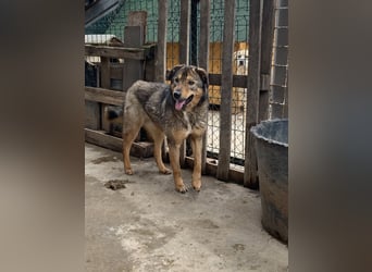 SALIA, Hündin, 7 Jahre, 51 cm, Mischling, Tierschutz