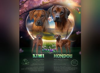 Genetisch Gesunde Rhodesian Ridgeback Welpen erwartet Mitte März 