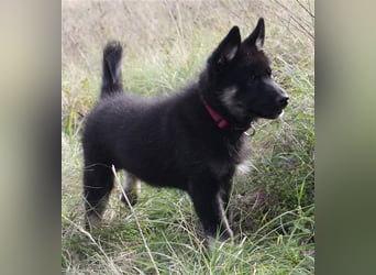 Eurasier - A. Malamute Nord-Hybrid Welpen suchen ein liebevolles Zuhause