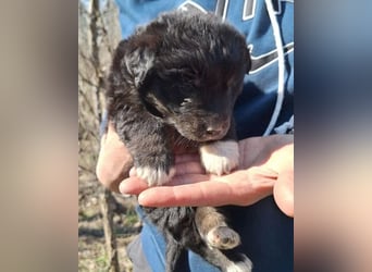 Sina ❤️ junge, aktive Husky-Mix Dame