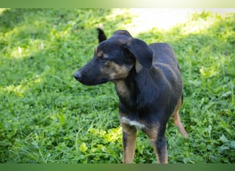DARCY - der aktive und neugierige junge Rüde möchte die Welt mit DIR erkunden