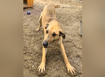 KATHI, Hündin, 6,5 Jahre, 55 cm, Mischling, Tierschutz