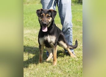 Eszti wurde ins Tierheim zurückgebracht, weil ihre Halter sie nicht auslasten konnten !