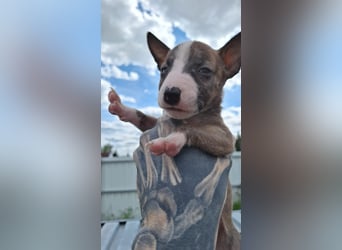 Mini bullterrier - Australian shepherd mix welpen