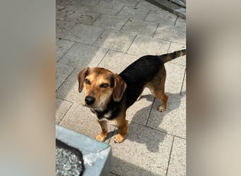 ♥URIEL♥ auf Pflegestelle bei Köln - so aufgeschlossener, lieber, lebhafter Viszla-Mix-Junghund 47cm