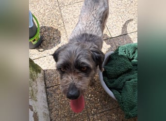 Milo, Pudel Mischling
