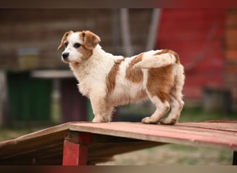 Tiffany, kleines Hundemädchen sucht eine Familie