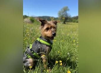 Coco, sucht seine Menschen