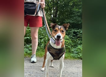 Dante, auf der Suche nach dem Glück