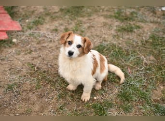 Tiffany, kleines Hundemädchen sucht eine Familie