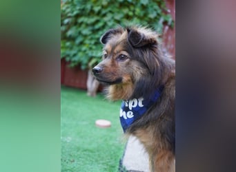 Buddy-SR, möchte dein Freund werden