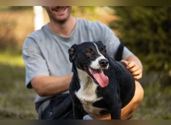Gretchen: kennt nur das Tierheim