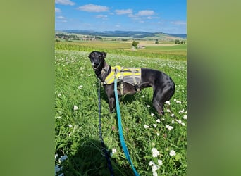 ❤️GRETEL❤️, Galgo Espanol