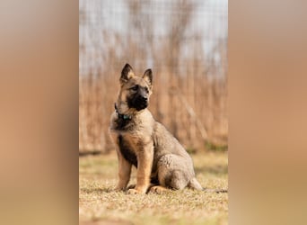Verspielter Floppi sucht seine Menschen