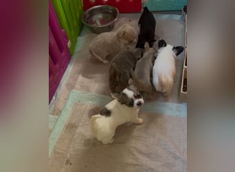 Chihuahua Welpen reinrassig Rüde