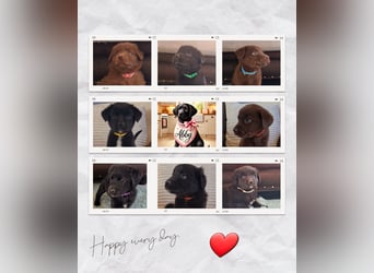 Auszug..Aussiedor F1 Familien und Therapiehund Labrador x Australien Shepherd