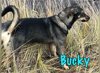 Bucky geb. 12/2021 - lustiger, aktiver und verspielter Outdoor-Begleiter!