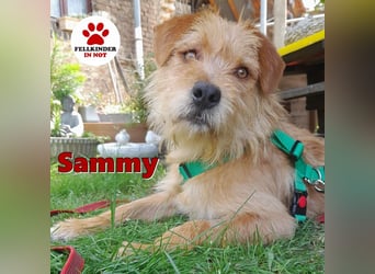 lieber Junghund Sammy sucht eine Familie
