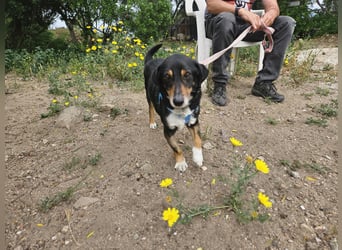Nando: kleiner Anfängerhund