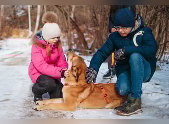 Labrador-Mix Loki sucht Familie