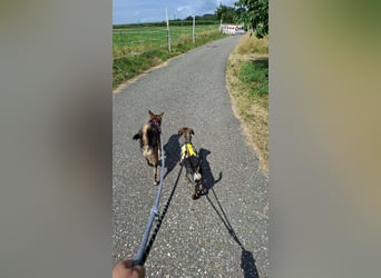 Offene, kinderliebe Eli sucht liebevolles Zuhause