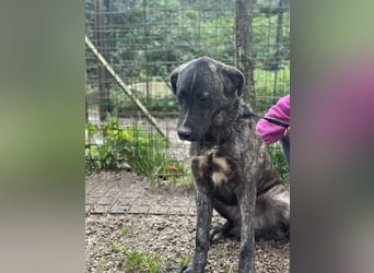 Jackpot - ein majestätischer Doggen-Mix sucht sein Königreich