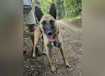 Vito sucht seinen Menschen