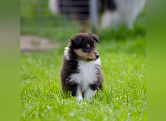 Wundervolle Collie-Welpen suchen ein liebevolles Zuhause