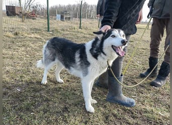 Luna, geb. 07.11.2022, 59 cm, sucht eine aktive Familie