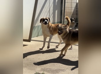 Die liebenswerte BOUNTY sucht ihr Zuhause!