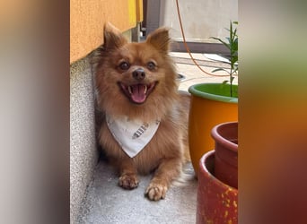 Tobi2 SR – unkomplizierter Sonnenschein sucht neues Glück