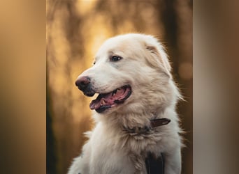 Erna wartet in Tierpension Tannenhof 54597 Wallersheim