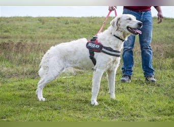 Lady-SI, charmante Hündin sucht Familie