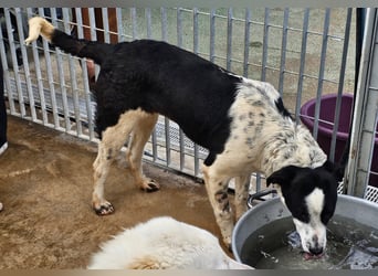 Milla - Gute-Laune-Hund wartet auf Sie