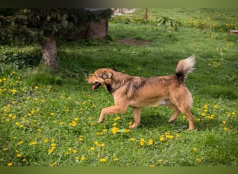SENSHI – Ein sanfter Kämpfer mit großem Herz sucht seine Familie