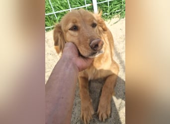 Lara – wunderschönes Retriever Mix Mädchen