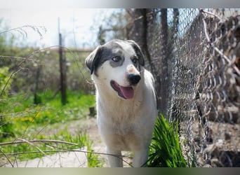 FLY - die nette und aufgeschlossene Hündin liebt Menschen und andere Hunde